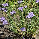Linum hirsutum (len włochaty)