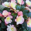 Begonia Bicolor
