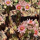 Sempervivum Commander Hay