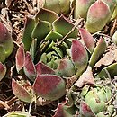 Sempervivum heuffelii (rojnik Heuffela)
