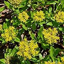 Hylotelephium verticillatum (rozchodnikowiec okółkowy)
