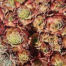 Sempervivum Feuerkopf