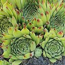 Sempervivum calcareum Bicolor