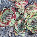 Sempervivum calcareum Mrs Guiseppi
