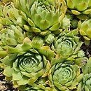 Sempervivum Mutal