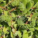 Sempervivum ×alatum nssp. alatum