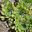 Sempervivum dolomiticum