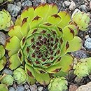 Sempervivum tectorum Seerosenstern