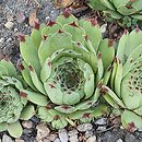 Sempervivum Purple Rain