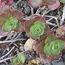 Phedimus spurius Purpurteppich