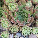 Sempervivum pseudo-arachnoideum