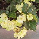 Begonia Frivola Magic