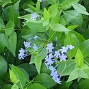 Amsonia Blue Ice