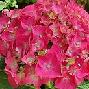 Hydrangea macrophylla Vörster Frührot