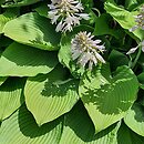 Hosta Fortunei Viridis