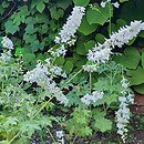 Delphinium Galahad