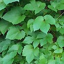 Vitis palmata (winorośl dłoniasta)
