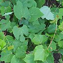 Vitis berlandieri (winorośl Berlandiera)