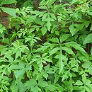 Ampelopsis delavayana var. glabra (winnik Delavaya odm. gładka)