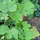Ampelopsis humulifolia (winnik chmielolistny)