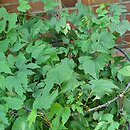Ampelopsis cordata (winnik sercowaty)