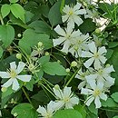 Clematis intricata (powojnik poplątany)