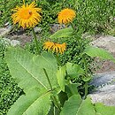 Inula royleana (oman Royle'a)
