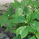 Hydrangea bifida (dejnante dwudzielna)