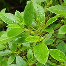 Menziesia pentandra