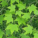 Acer elegantulum (klon wytworny)