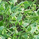 Polygonatum Grace Barker