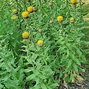 Centaurea macrocephala (chaber wielkogłówkowy)