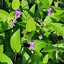Clematis Sophie Viorna