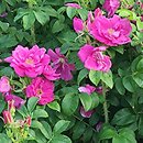 Rosa rugosa Admiration