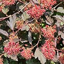 Physocarpus opulifolius Diable d'Or