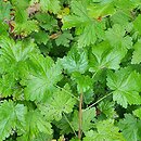 Ribes lacustre (porzeczka bagienna)