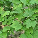 Ribes sanguineum Carneum