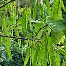 Cercis siliquastrum Alba