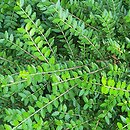Lonicera ligustrina (suchodrzew chiński)