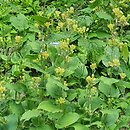 Triosteum perfoliatum (goryczyn dziurkowany)