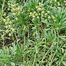 Vella spinosa (wella ciernista)