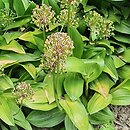 Allium victorialis (czosnek siatkowaty)