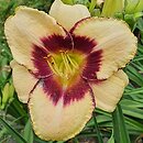 Hemerocallis ×hybrida Bold One