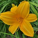 Hemerocallis ×hybrida Abrantes