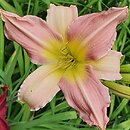Hemerocallis ×hybrida Chosen Love