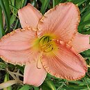 Hemerocallis ×hybrida Judean Princess