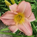 Hemerocallis ×hybrida Seductress