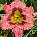 Hemerocallis ×hybrida Siloam Prissy