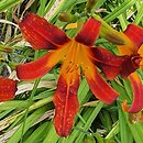 Hemerocallis ×hybrida Tejas