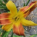 Hemerocallis ×hybrida Athlone